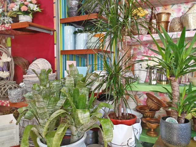 Galería de trabajos de Ficus Floristas en Ourense