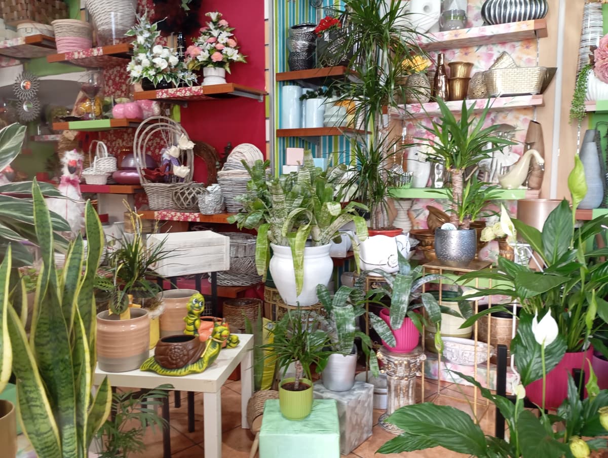 Ficus Floristería en Ourense