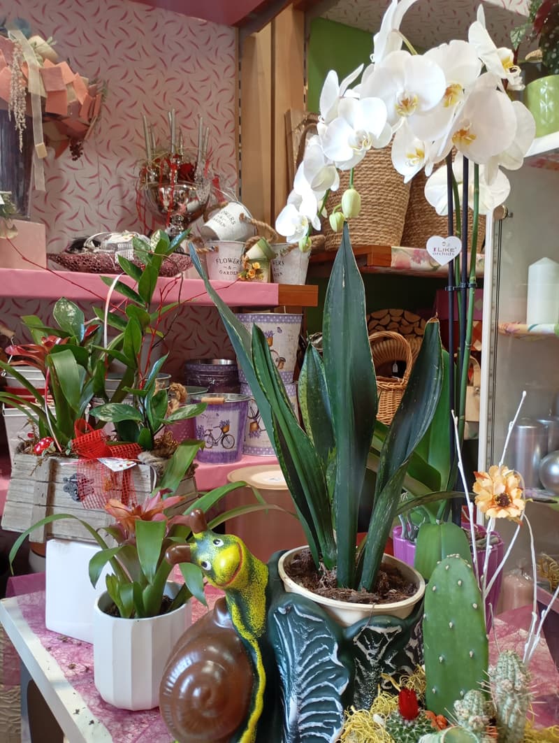 Ficus Floristería en Ourense