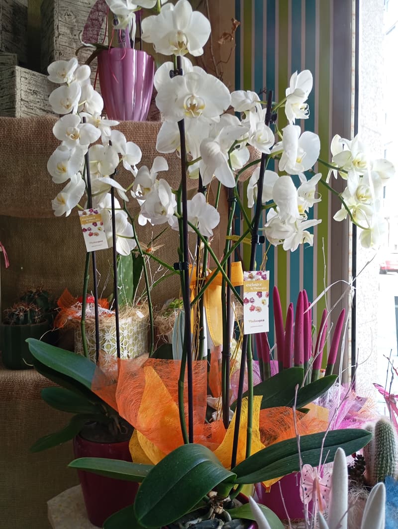 Ficus Floristería en Ourense